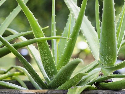 Scopriamo tutte le proprietà gli utilizzi ed i benefici della pianta dell’aloe vera ma anche le controindicazioni